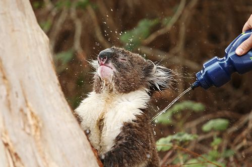 A heat affected koala in Adelaide getting a much needed cool down in the city's extreme heat last week.