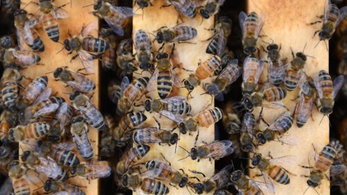 File image of bees.