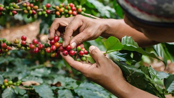 Farmer selecting coffee cherries from Nespresso AAA Sustainable Quality coffee farm