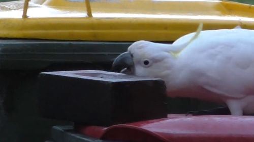 A brick atop a wheelie bin is not stopping cockatoos from getting inside.