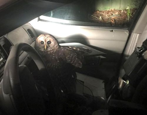 The rogue owl stayed in the vehicle for 45 minutes. Source: Facebook