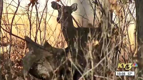 Thomas Alexander hunter killed after shooting deer in Arkansas US 3