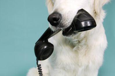 Dog with telephone