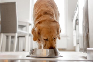 dog eating