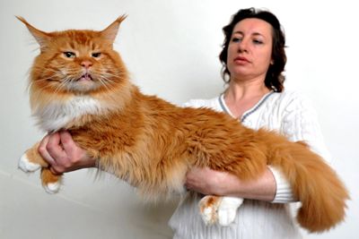 biggest cat breed in the world
