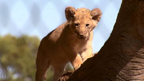 One of the three lion cubs who made their debut at Werribee Zoo last week. (9NEWS)
