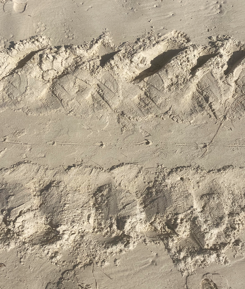 Green sea turtle tracks are seen in the sand after hatchlings made their way to the ocean.  
