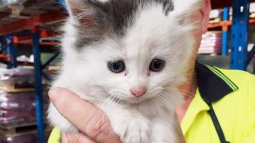 One of the rescued kittens. (Mark Simper)