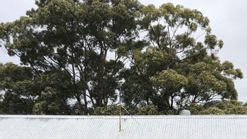 A large tree in NSW.