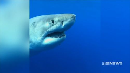 The giant great white was bigger than six metres and was very docile around the intrigued divers off the coast of Oahu.