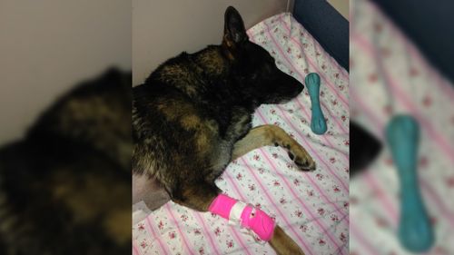Beloved WA Police dog Rumble in serious condition with mystery illness