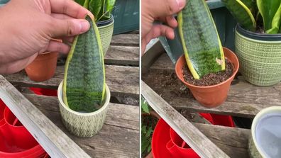 Indoor plants snake plant sansevieria