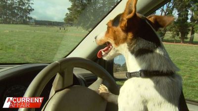 Lexi the driving Jack Russell