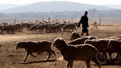 A farmer from rural Queensland says he has been forced to work "for free" amid worsening drought conditions that have forced him to dramatically cull his livestock.