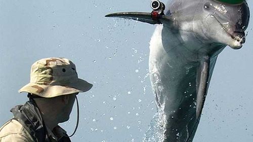 Hamas reportedly capture Israeli spy dolphin