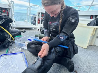 A sample of timber, taken underwater from the South Australian wreck, is extracted from the top end of a manual increment drill.