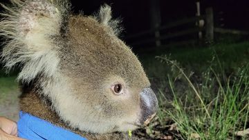 'Kenny the koala' rescued by NSW paramedics 