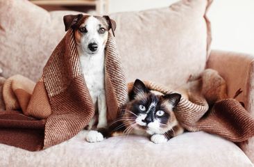 Dog and cat together under broun cozy blanket. White dog and gray cat sitting on sofa at home