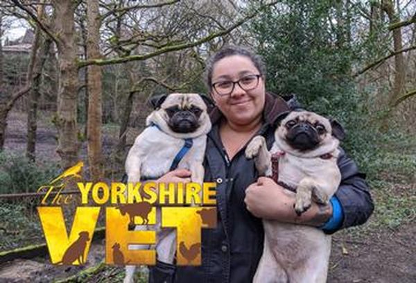 The Yorkshire Vet