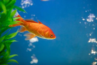 Japanese r's Pet Fish Commits Credit Card Fraud Against Owner