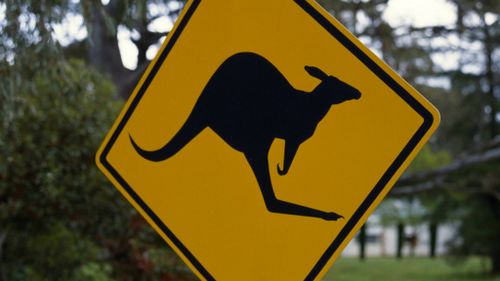 Cyclist injured after crashing into kangaroo near Parliament House