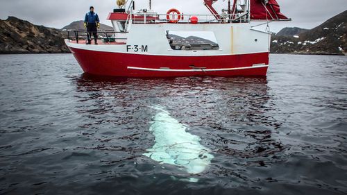 Whale Russia Norway