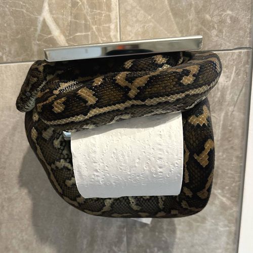 This snake found coiled inside a toilet : r/oddlyterrifying
