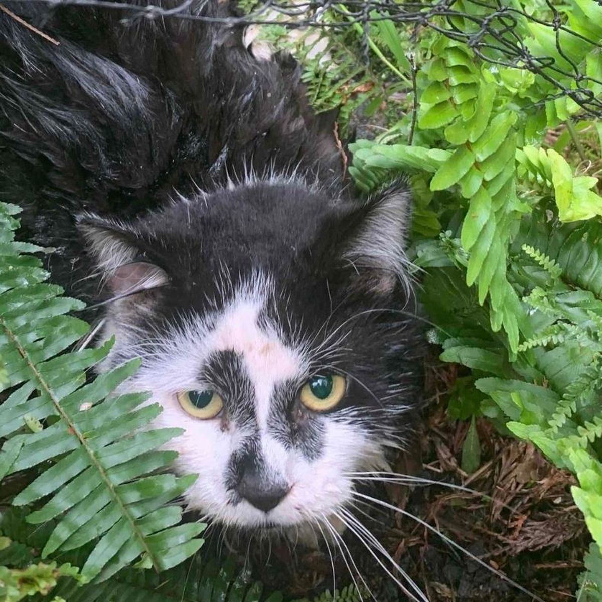 Cat Traps Yarra Ranges Council