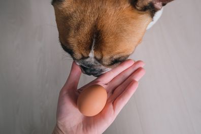 Dog with egg iStock photo