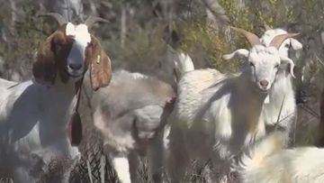 A truck driver has been charged after 86 goats were found dead on a New South Wales highway.
