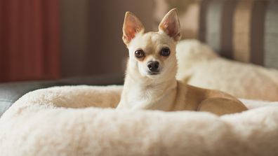 Light brown chihuahua lying on couch.