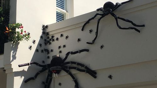 Spiders have swarmed over a house in Paddington, Sydney. (John McLeod)
