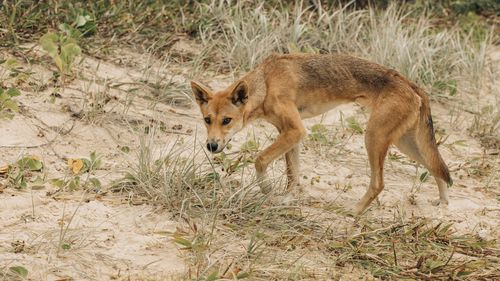 Um Dingo rondando as praias da Ilha Fraser em busca de comida.