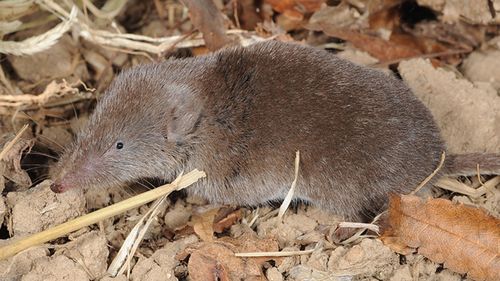 Scientists think the virus spread directly or indirectly to humans from shrews — small mole-like mammals that live in a wide variety of habitats.