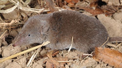 Les scientifiques pensent que le virus peut s'être propagé directement ou indirectement aux humains par les musaraignes - de petits mammifères ressemblant à des taupes trouvés dans une grande variété d'habitats.