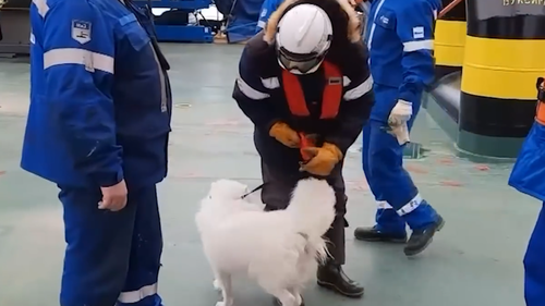 Echipajul navei spărgătoare de gheață a dat peste Samoyed adânc în câmpurile de gheață de lângă satul Miss Kameni din nordul Rusiei.