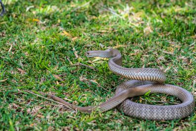 The eastern brown snake 