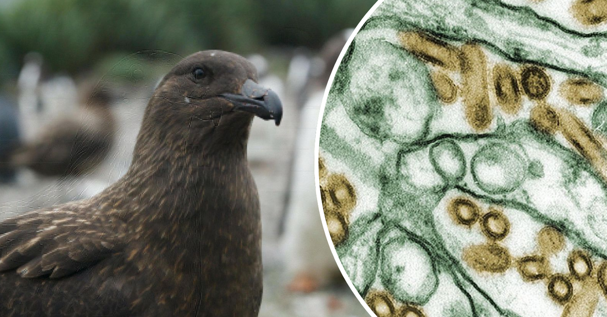 Millions thrown at preparing for deadly outbreak that will 'almost certainly' reach Australia