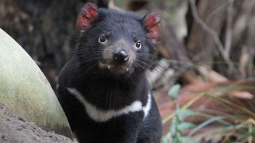 Tasmanian devil nominated for island state emblem