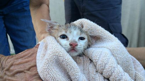 The kitten got cleaned up and Animal Rescue are now looking for a permanent home for him in the San Diego area. (Reddit)