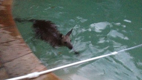 The kangaroo taking a dip in the backyard swimming pool. (Supplied)
