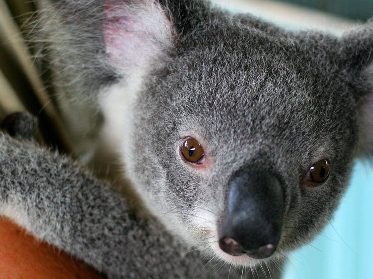 The unbearably gross fact about baby koalas that might ruin them for you  forever 