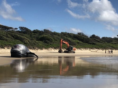 An exclusion zone was set up with fear the whale would explode from its bloating. But it deflated by itself. (Twitter: Jess_Nagel)