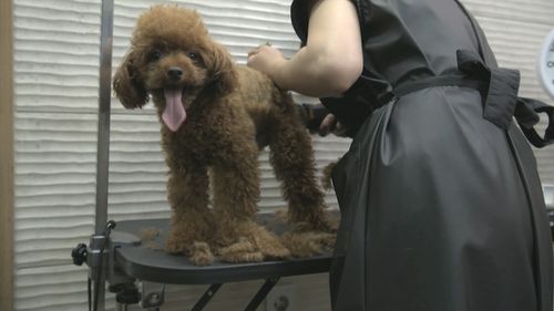 Angum goes to a dog spa in Seoul once a month, but some other dogs go weekly.
