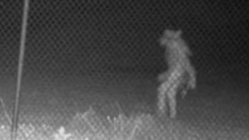 Texas zoo asking people to help identify mysterious figure captured on camera. 