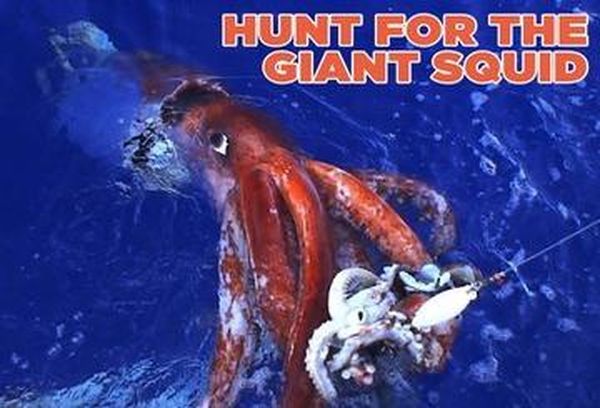 Hunt For The Giant Squid