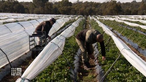 Production at Paul Da Silva's strawberry farm is getting back on track.