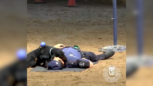 The police dog rests his head on his companion's neck before moving on and repeating the CPR steps. Picture: Twitter/Madrid Police