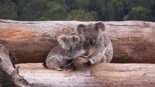 Koala mother and joey seeking refuge on a bulldozed logpile, near Kin Kin Queensland. Land clearing is another factor driving the species closure to extinction.