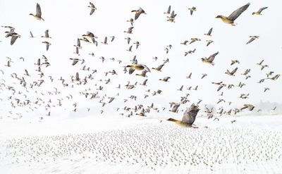 Winner Category Birds: Terje Kolaas| Winter migration
